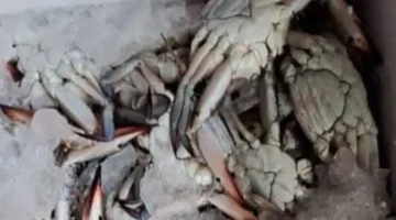 تراجع طفيف.. تحديث جديد لأسعار أسماك الجندوفلي والشراغيش داخل أسواق الإسكندرية اليوم